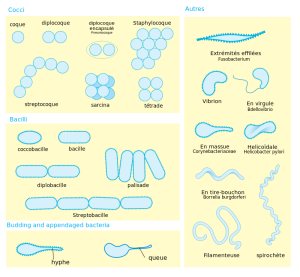 Morphologie des bactéries
